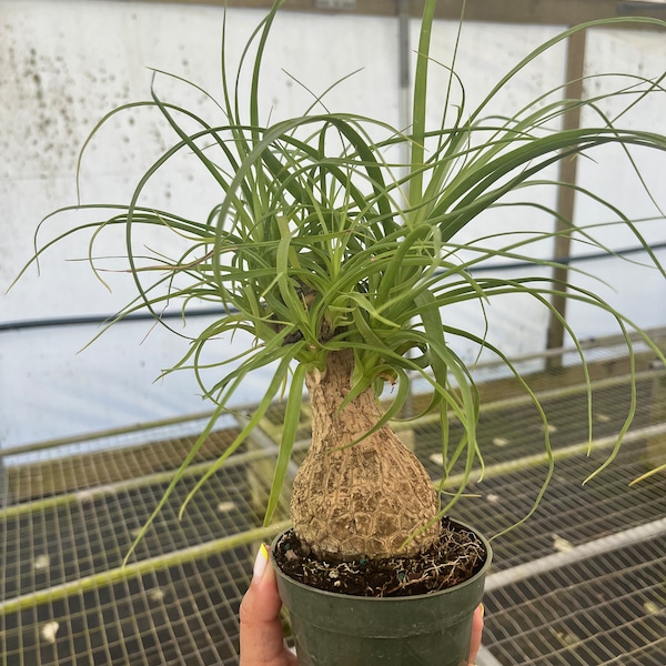 Ponytail Palm 4” Pot (Elephants Foot) Exotic Low Maintenance Tropical Plant