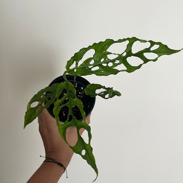 4” Monstera Obliqua