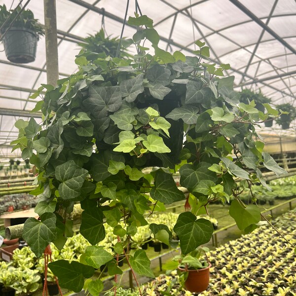 8” Algerian Ivy - Sweetheart Ivy