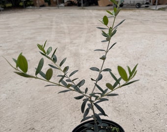 6” Olive Tree - Edible Fruit -  Houseplant - Indoor/Outdoor