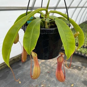 06” Nepenthes Alata Carnivorous Plant