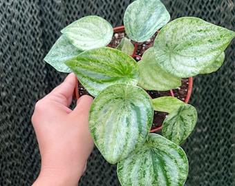 6” Variegated Watermelon Peperomia ‘Gold Dust’ - House Plant Gift