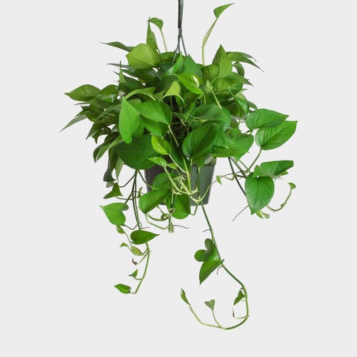 Jade Pothos Low Light House Plant Etsy