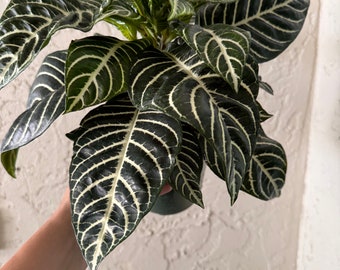 6” Zebra Plant - Aphelandra squarrosa