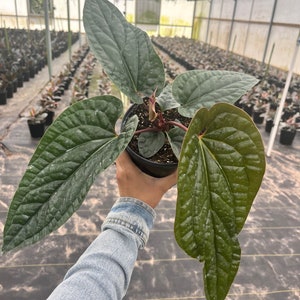 6” Luxurian x Radican Anthurium