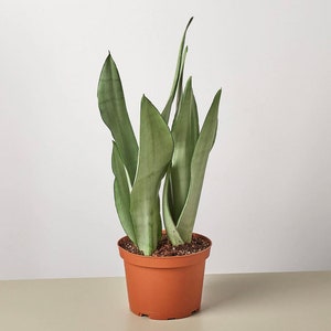 Faux Artificial Snake Plant In Pot Green