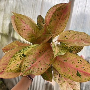 Bidadari Aglaonema 8”
