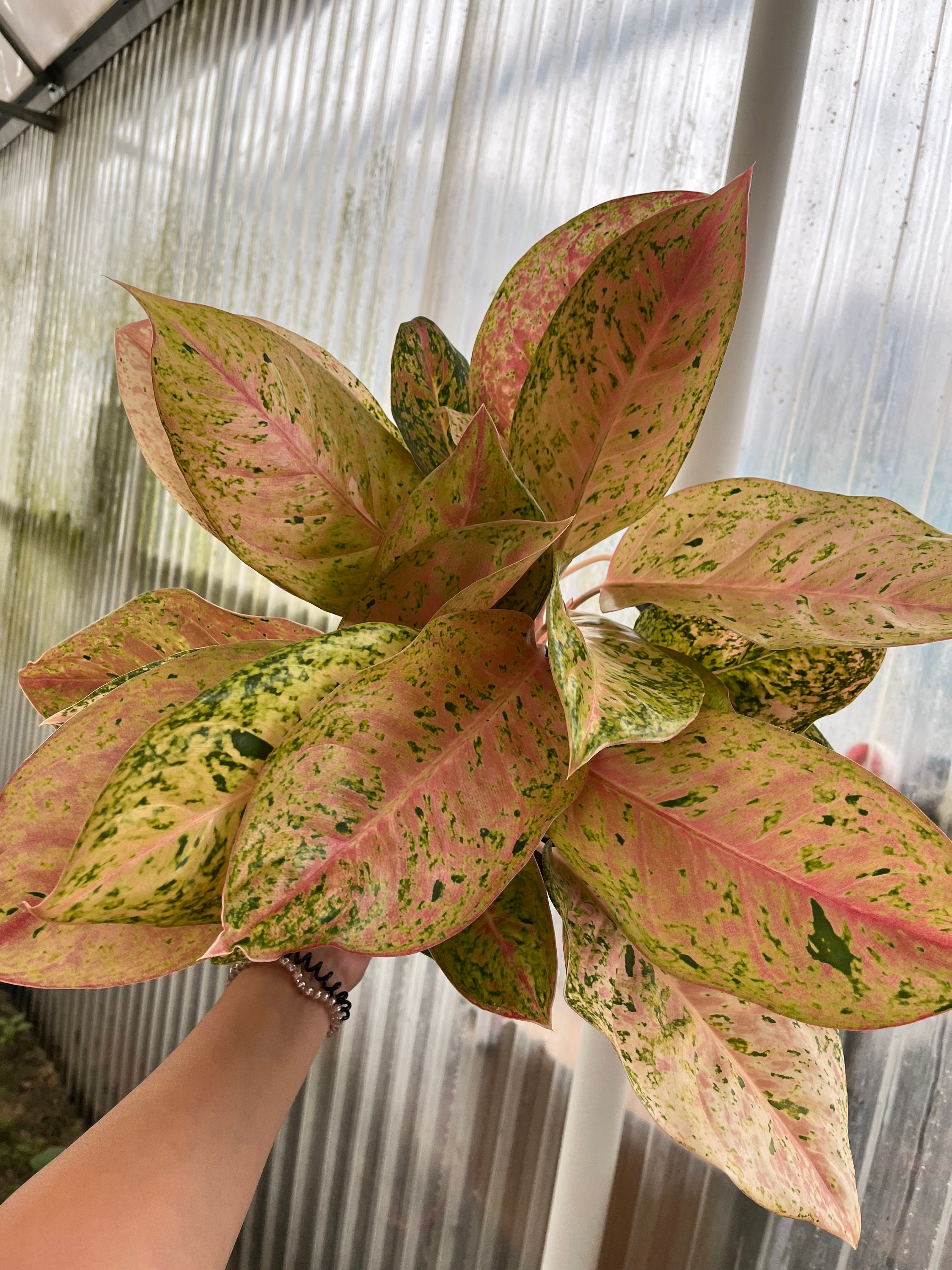 Bidadari Aglaonema 8