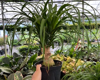 Ponytail Palm 6” Pot (Elephants Foot) Exotic Low Maintenance Tropical Plant