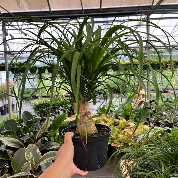 Ponytail Palm 6” Pot (Elephants Foot) Exotic Low Maintenance Tropical Plant