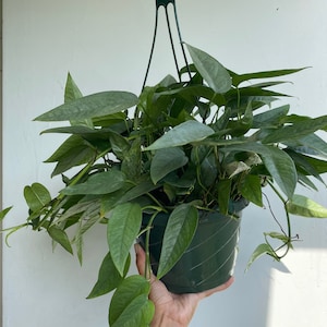 8” Cebu Blue Pothos