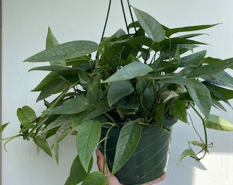 8” Cebu Blue Pothos