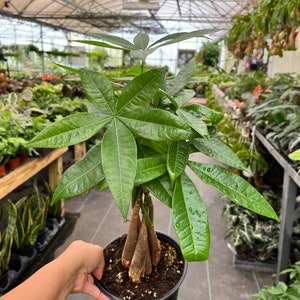 LIVE Money Tree Pachira Aquatica Good Luck tree Bonsai in 6&quot; growers pot