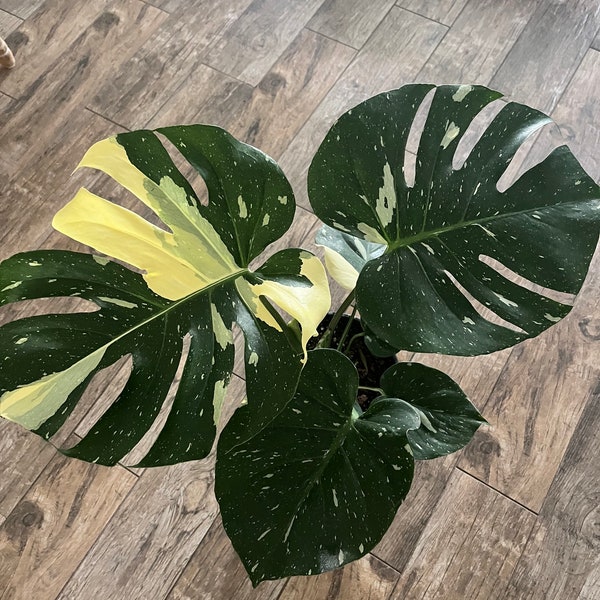 8”  Monstera Thai Constellation