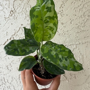 3” Aglaonema Pictum Tricolor