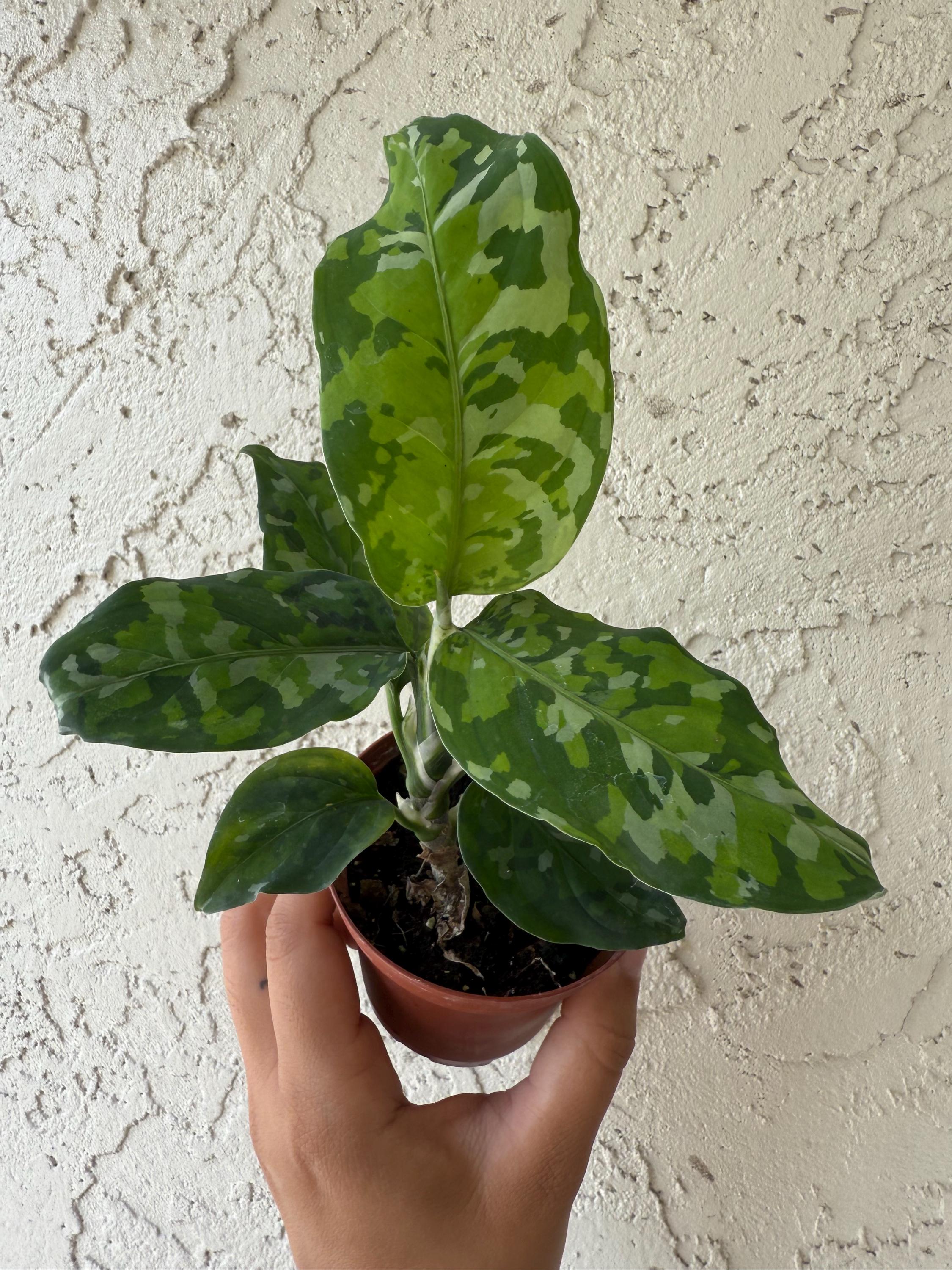 【Weed】Aglaonema pictum Aglaonema Tricolor Pictum – Angie's Planties