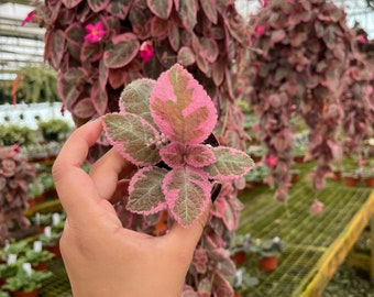 2” Episcia ‘Pink Smoke’ variegated African Flame Violet