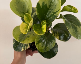 6” Peperomia Marble