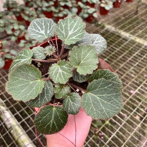 4” Strawberry begonia - house plant