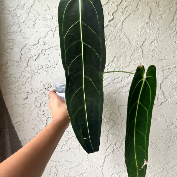 5” Anthurium Warocqueanum - Anthurium queen