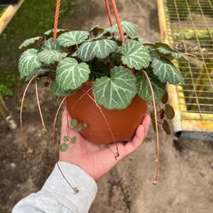 6” Strawberry begonia - house plant