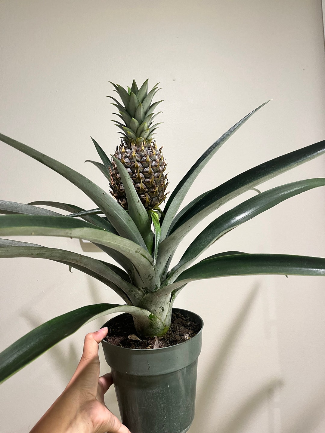 6 Fruiting Pineapple Plant Ananas Comosus Great Indoors/out Etsy