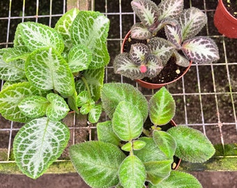 BUNDLE 3 pots of 4” Episcia