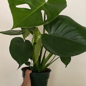 Monstera Deliciosa 6” - Split Leaf Monstera