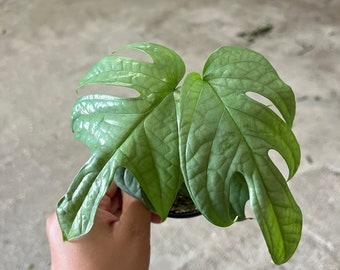 4” Amydrium 'Medium Silver' Aroid - Spider man Monstera