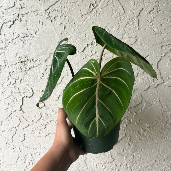 6” Philodendron Gloriosum