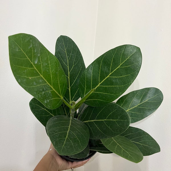 6” Ficus Audrey