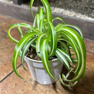 Bonnie Spider Plant Baby | Spider Plant | Chlorophytum Comosum | Hanging Spider Plant | Bathroom Plant | Pet Safe Plant | Nontoxic Plants