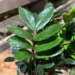 Rare ZZ plant | Zamioculcas zamiifolia