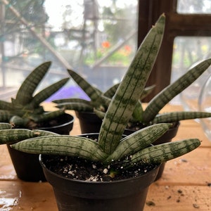 Sansevieria Starfish - Snake Plant Starfish