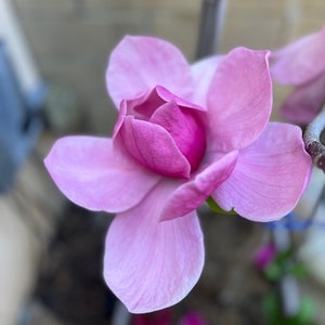 10 Pink Magnolia Seeds (fresh) - PREORDER ONLY