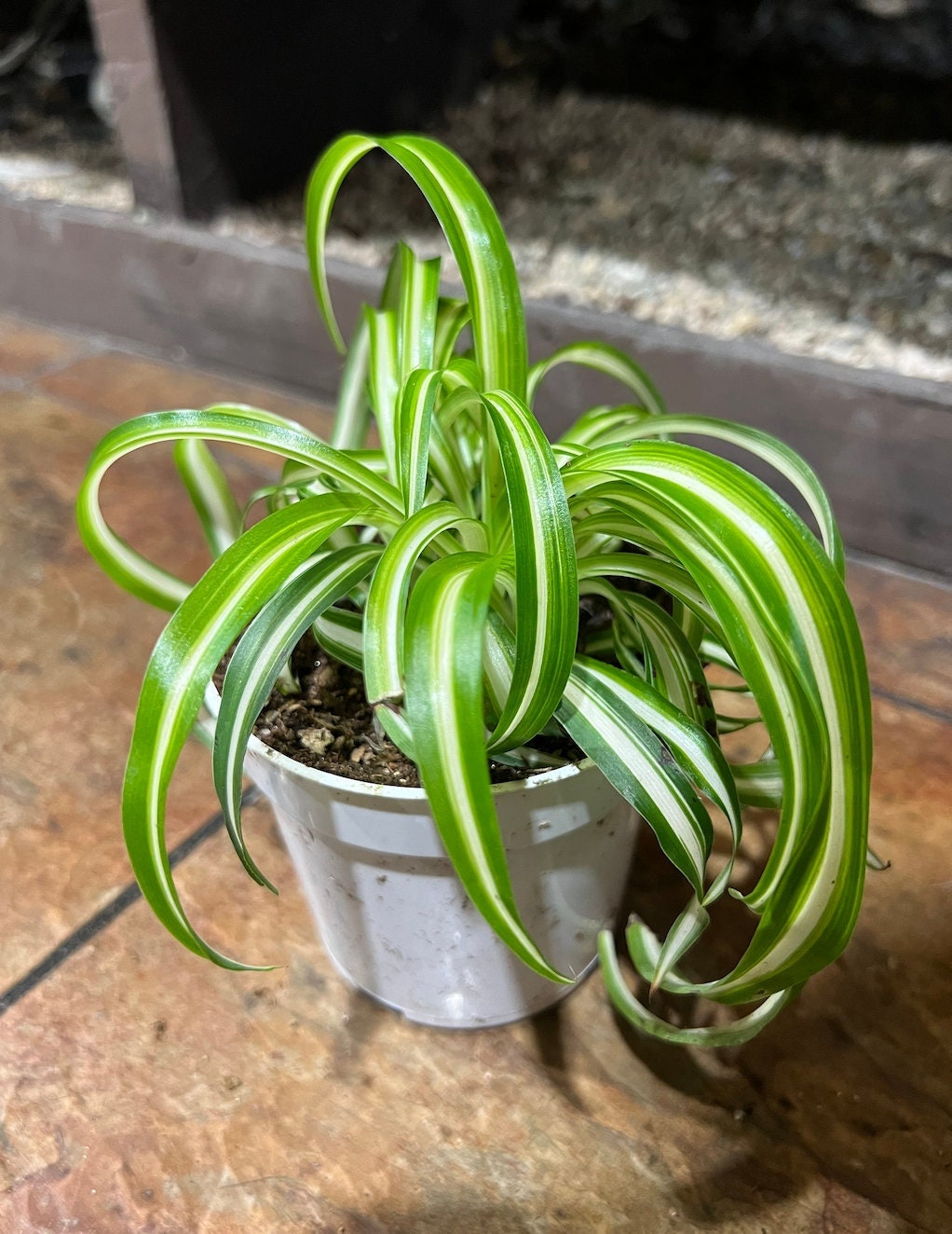 Bonnie Spider Plant Baby | Spider Plant | Chlorophytum Comosum | Hanging  Spider Plant | Bathroom Plant | Pet Safe Plant | Nontoxic Plants - Etsy