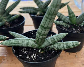 birkins philodendron 4" Philodendron Birkin  Fern Shop Cincinnati