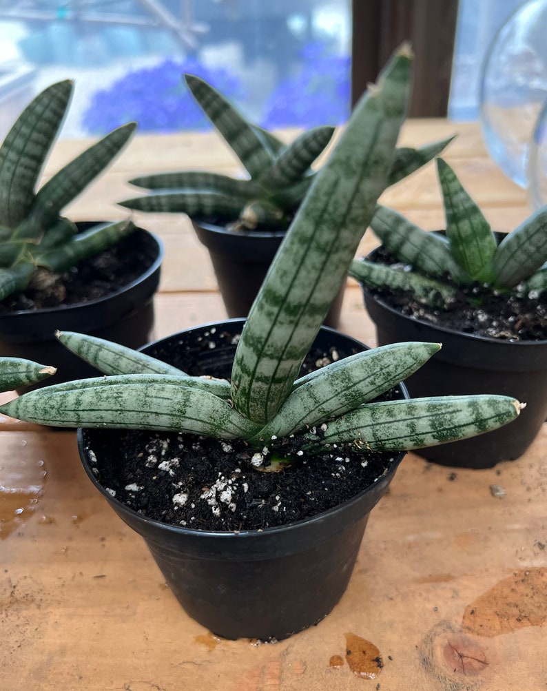 ElegantlyBlooming Sansevieria Starfish