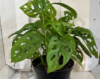 Sansevieria Starfish - Snake Plant Starfish - Etsy