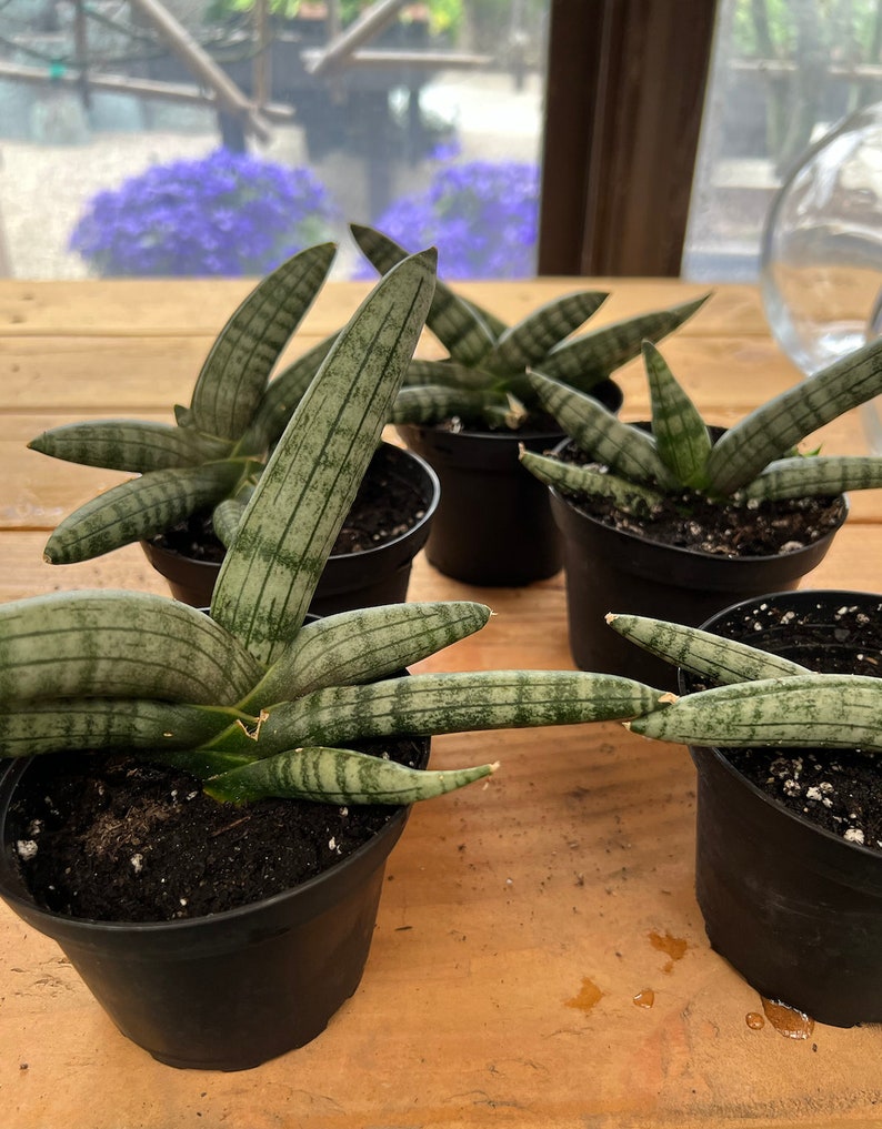 ElegantlyBlooming Sansevieria Starfish - Thumbnail 3