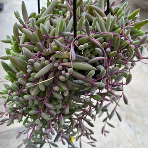Little Pickles | Ruby Necklace | Crassothonna Capensis | Cape Othonna | Cape Aster | Yellow Iceplant