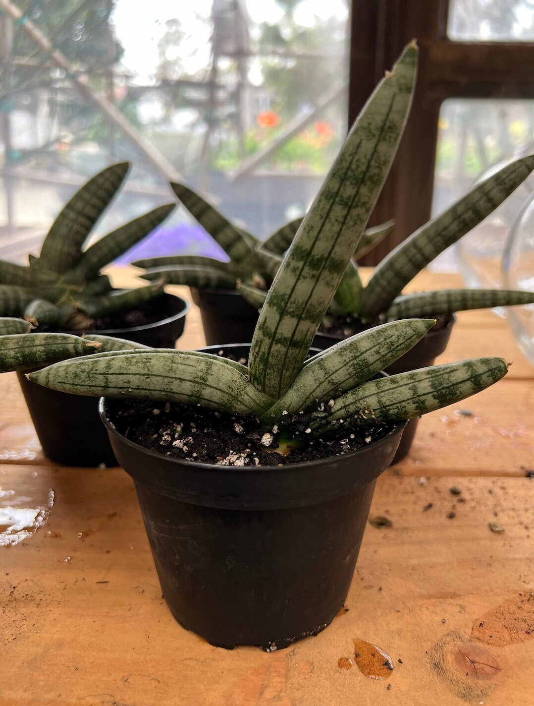 buy a snake plant online Beautiful Potted Snake Plant-Artificial buy online plants and trees at  pixies Gardens main image 0