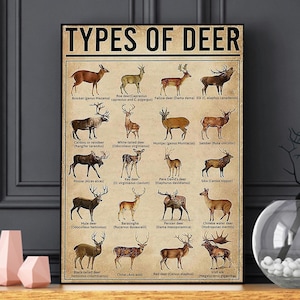May include: A framed poster titled "TYPES OF DEER" shows illustrations of different deer species. The poster has a beige background with brown text and illustrations of deer in shades of brown and tan. The poster is displayed on a wooden table.