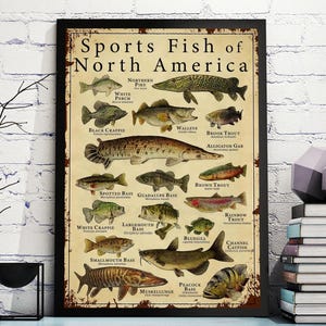 May include: A framed print titled "Sports Fish of North America" displaying illustrations of various fish species. The print includes names like Northern Pike, Walleye, and Largemouth Bass. The artwork has a vintage aesthetic, with a distressed background.