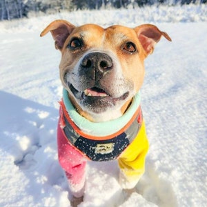 Waterproof Dog Fleece Custom Dog Jacket Dog Fleece Water