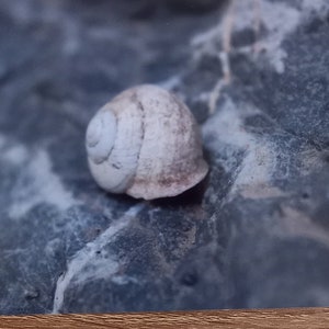 Photo carte postale photo macro escargot ardoise