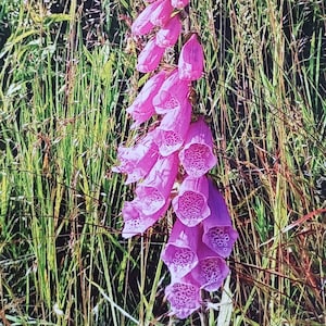 Blumen Natur Fingerhut Postkarte Sommer Wind Bild
