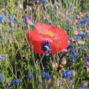 Een super mooie kaart bloemenweide natuurlijke bloemenliefde ca. 10 x 15
