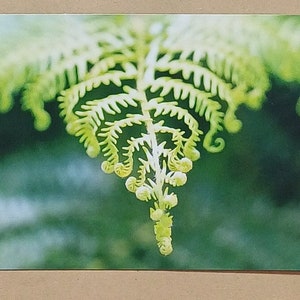 Une belle carte postale fougère nature photo vert