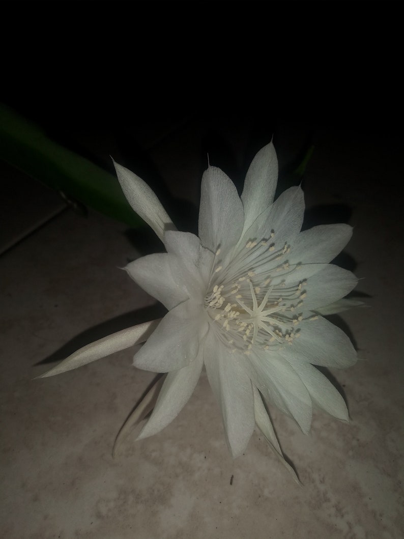 Reine de la nuit EPIPHYLLUM OXYPETALUM Nuit fleurie Céreus Etsy